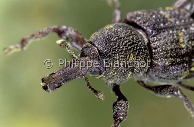 pissodes pini.JPG - Pissodes pini (Portrait)Pissode du pinLarger pine weevilColeoptera, CurculionidaeFrance